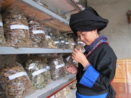 Người Dao Khâu với nghề thuốc Nam gia truyền