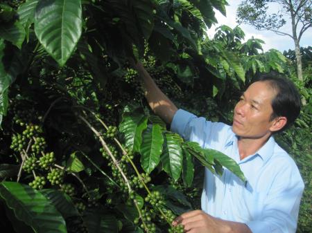 Tái canh cà phê già cỗi - Vì sao người dân vẫn thờ ơ?