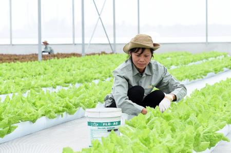 Thủ tướng Nguyễn Xuân Phúc nhấn nút khởi động sản xuất nông nghiệp công nghệ cao