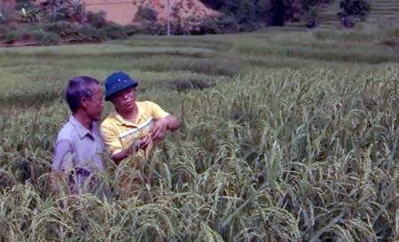 "Lúa tiên" ở Thẳm Dương