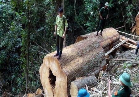 Nghệ An "máu" rừng vẫn chảy