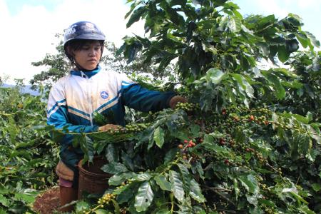 Hình thành chuỗi liên kết sản xuất, tiêu thụ sản phẩm cà phê