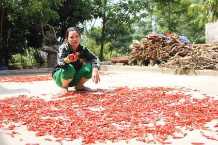 Người trồng ớt đắng cay vì tin lời doanh nghiệp