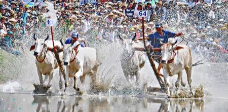 Tưng bừng Lễ hội đua bò Bảy Núi An Giang