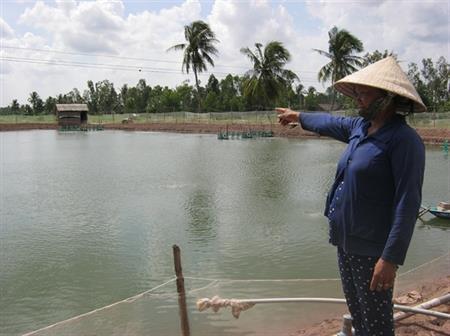 Mùa "mía đắng" ở Cù Lao Dung