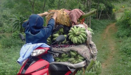"Truyền kỳ" chuối ngự Piêng Phô