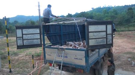 Tiêu hủy gần 3,5 tấn lợn thịt nhập lậu từ Lào vào Việt Nam