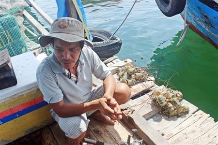 Đánh cược với tôm hùm
