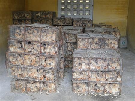 Tích cực ngăn chặn gia cầm nhập lậu
