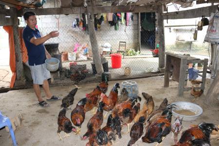 Tiêu hủy hơn 43.000 con gia cầm do nhiễm virus cúm A/H5N6