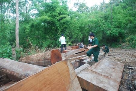 Những cuộc truy bắt gỗ lậu trong đêm