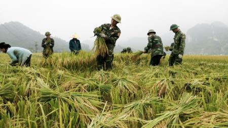 BĐBP Nghệ An giúp dân thu hoạch mùa