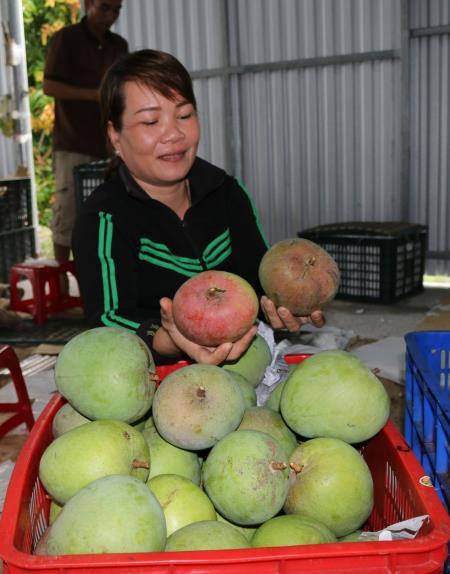"Hái" tiền tỷ nhờ "xoài Úc"