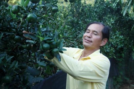 Người mở đường phát triển thương hiệu quýt Mường Khương