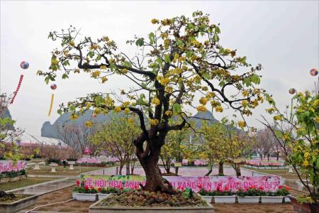 Mai vàng Yên Tử, huyền thoại và đời sống
