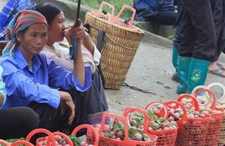 Bài học "đầu ra" của cây mận Bắc Hà