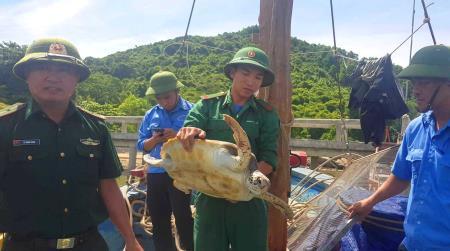 Thả rùa nặng 18kg về môi trường biển