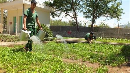 Màu xanh nơi vùng biên nắng gió