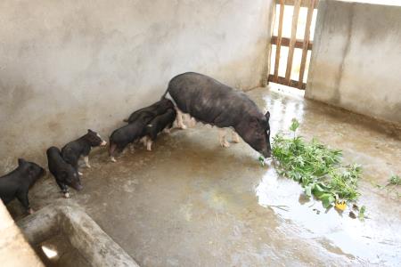 Duy nhất tỉnh Ninh Thuận chưa có bệnh dịch tả lợn châu Phi