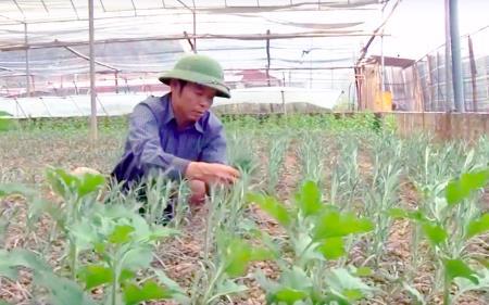 “Giấc mơ hoa” trên vùng núi Chiềng Xôm