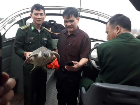 Thả rùa biển về môi trường tự nhiên tại cửa biển Lạch Vạn