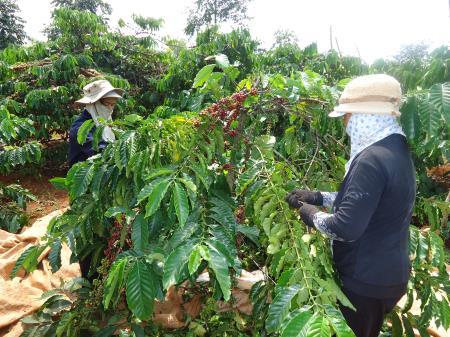 Sẽ tôn vinh nông dân trồng cà phê tiêu biểu