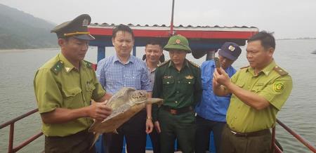 Hà Tĩnh: Thả rùa biển quý hiếm nặng 20kg về biển