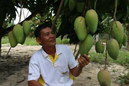 "Hái" tiền tỷ nhờ "xoài Úc"