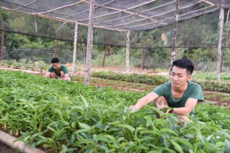 Mầm xanh trên sỏi đá