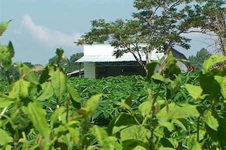 Thực hư "thánh cô" trị bách bệnh ở Gia Lai