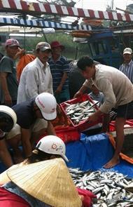 Niềm vui "cá bạc đầy khoang"