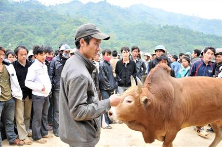 "Ngân hàng bò" tri ân đồng bào nghèo nơi biên giới