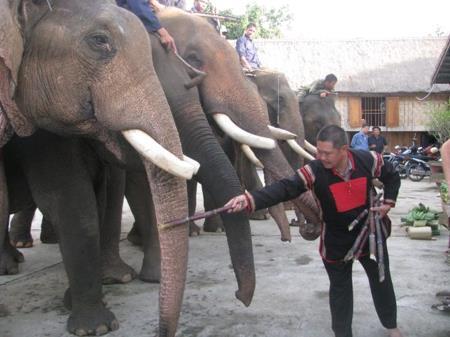 Độc đáo "se duyên" cho voi