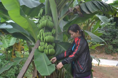 Cần hướng đi vững chắc cho những loại "cây vua"