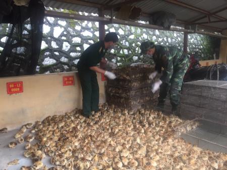 Thu giữ số lượng lớn gia cầm nhập lậu