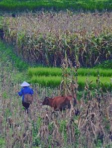 Cuộc chuyển mình ở "thung lũng bò"