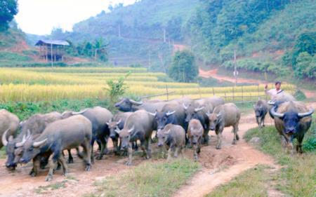 "Đầu cơ nghiệp" của nông dân Nà Hang