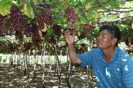 Ninh Thuận loay hoay đầu ra trái nho?