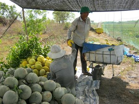 "Hái lộc vàng" từ… những đồi cát mặn
