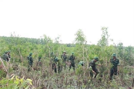 Sức sống mới trên những cánh rừng tràm
