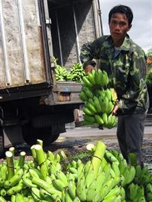 "Cây đổi đời" ở Huổi Luông