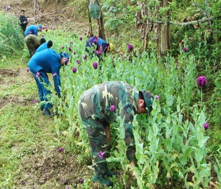 Đồn Biên phòng Xuân Trường phát hiện, tiêu hủy 526 cây thuốc phiện
