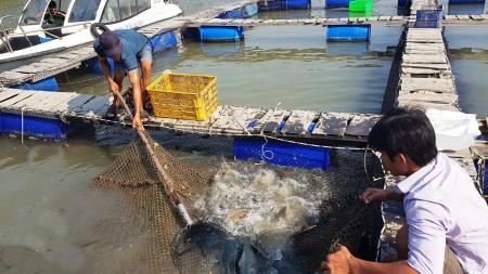 Bước chuyển mình ở huyện đảo Cần Giờ