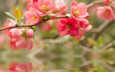 Khí phách tiền nhân qua câu đối