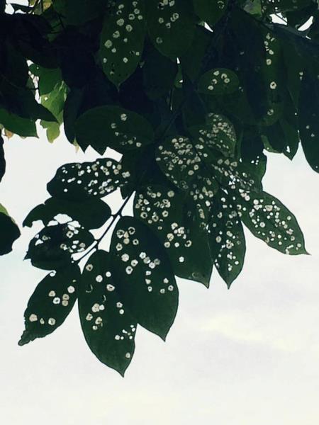 Gió chướng đầu mùa