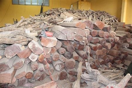 Đằng sau 100 khối gỗ vô chủ