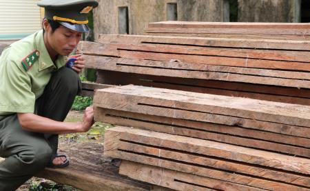 Quảng Trị: Thu giữ 6m3 gỗ khai thác trái phép