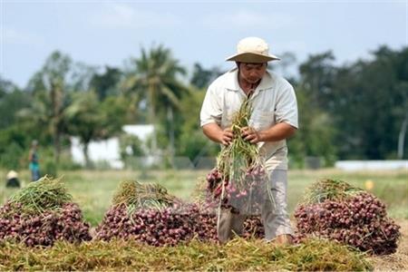 Bộ Công Thương: Phải có giải pháp tiêu thụ hết nông sản cho nông dân
