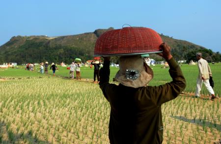 Tục cúng gà ngày xuân trên đảo Lý Sơn