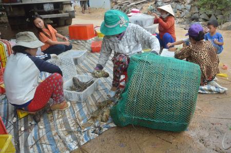 Ngăn chặn “đại thảm họa” cho tôm hùm